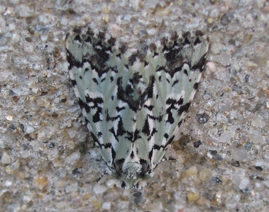 Moma alpium (Noctuidae)